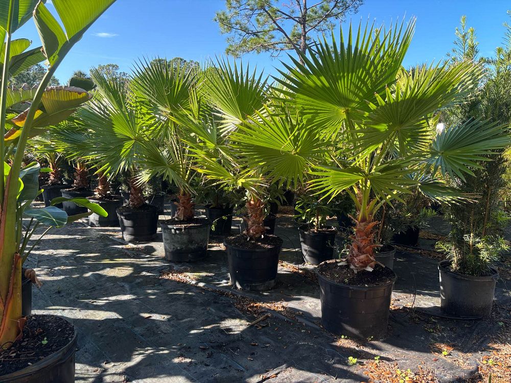 washingtonia-robusta-washington-palm-mexican-fan-palm
