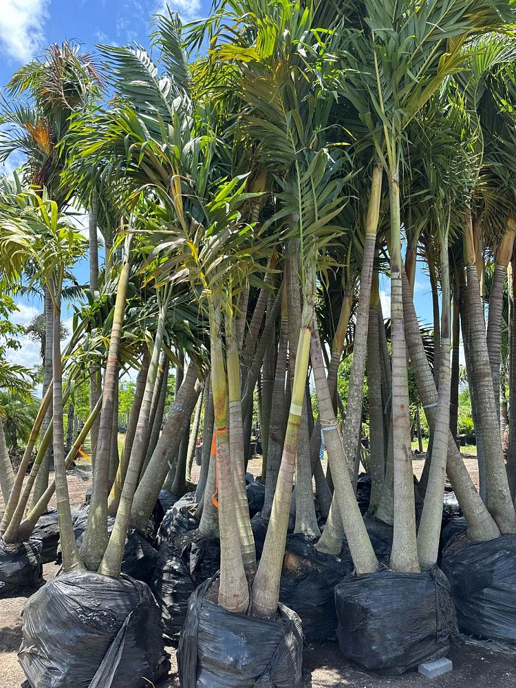 washingtonia-robusta-washington-palm-mexican-fan-palm