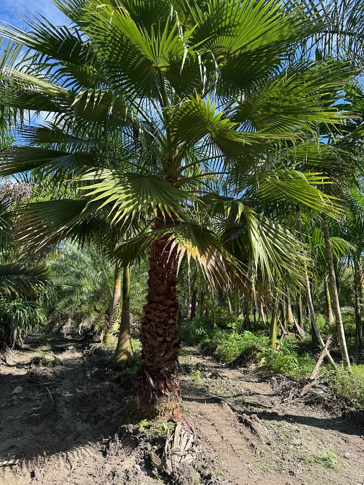 washingtonia-robusta-washington-palm-mexican-fan-palm