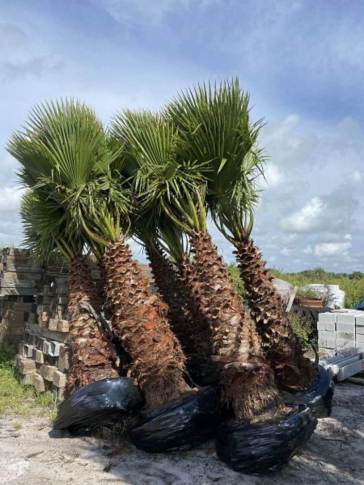 washingtonia-robusta-washington-palm-mexican-fan-palm