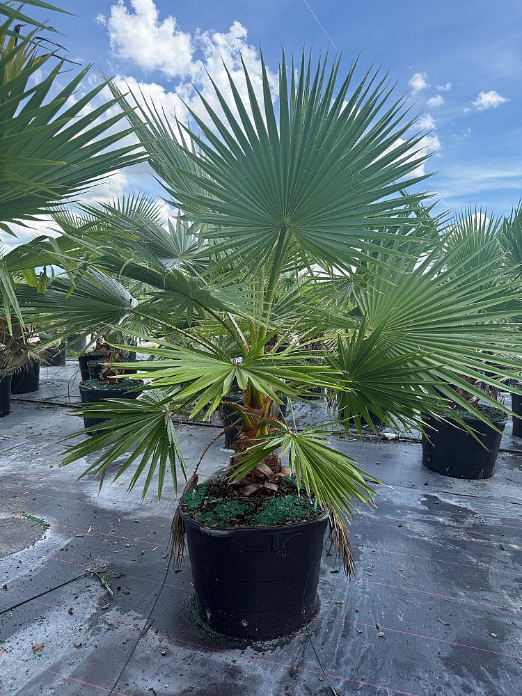 washingtonia-robusta-washington-palm-mexican-fan-palm