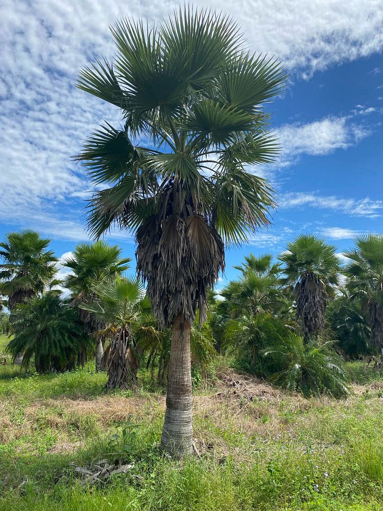 washingtonia-robusta-washington-palm-mexican-fan-palm