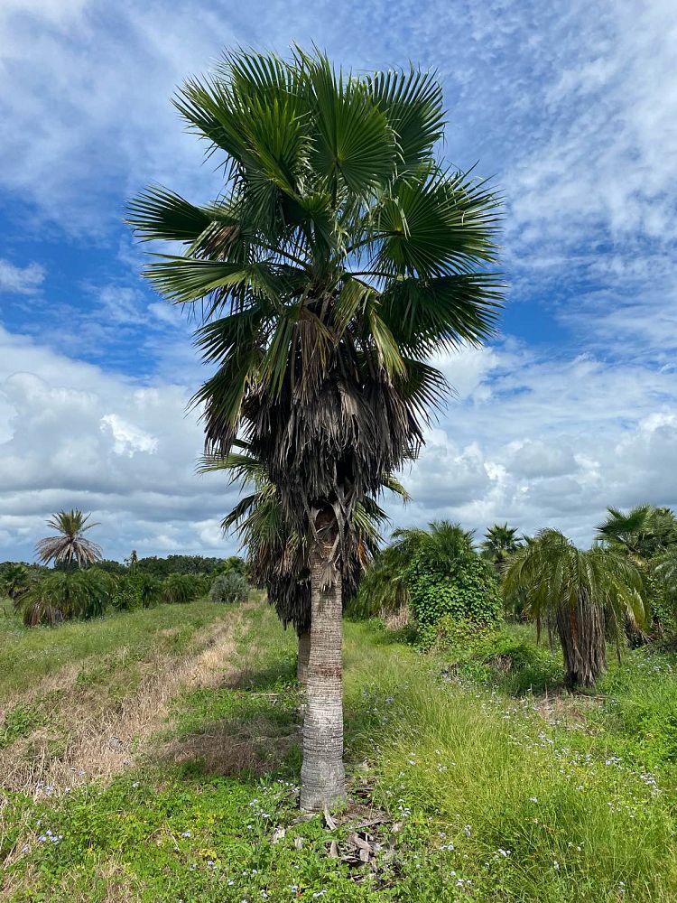 washingtonia-robusta-washington-palm-mexican-fan-palm