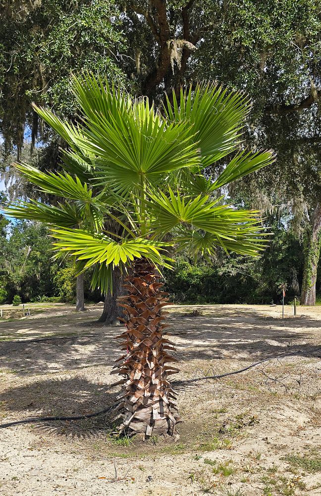 washingtonia-robusta-washington-palm-mexican-fan-palm
