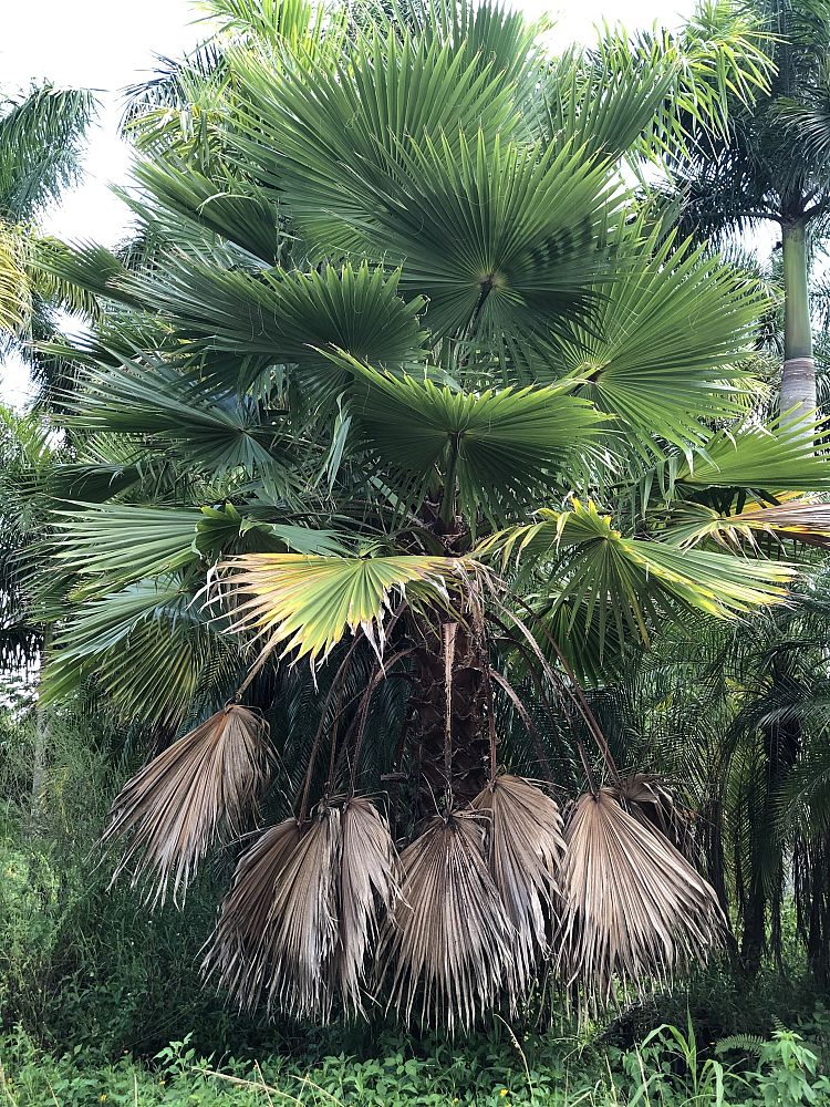 washingtonia-spp-mexican-fan-palm