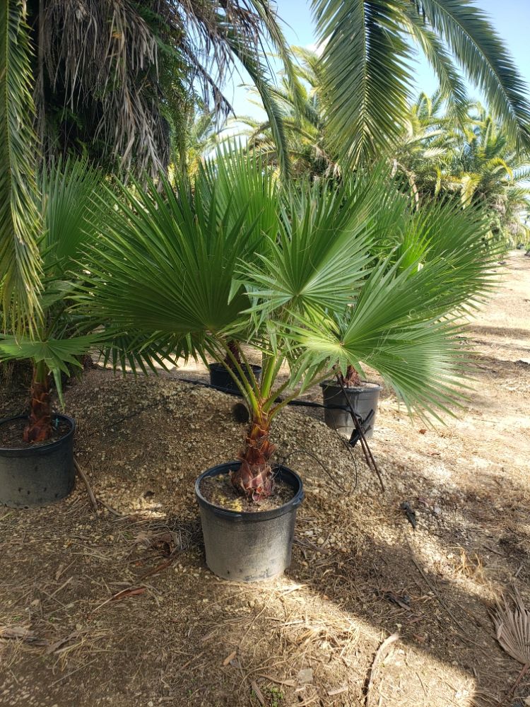 washingtonia-spp-mexican-fan-palm