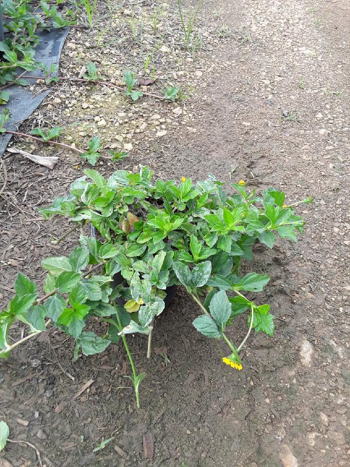 wedelia-trilobata-wedelia
