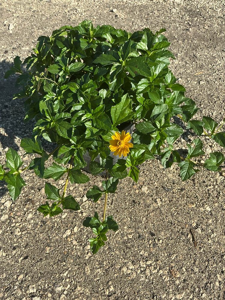 wedelia-trilobata-wedelia