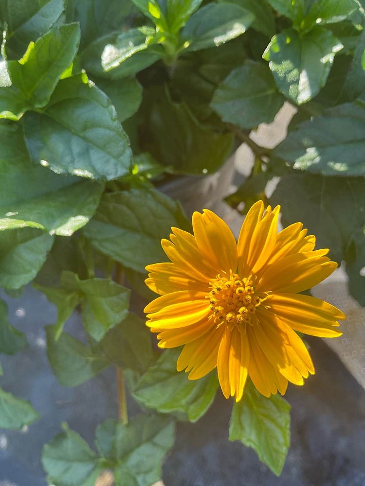 wedelia-trilobata-wedelia