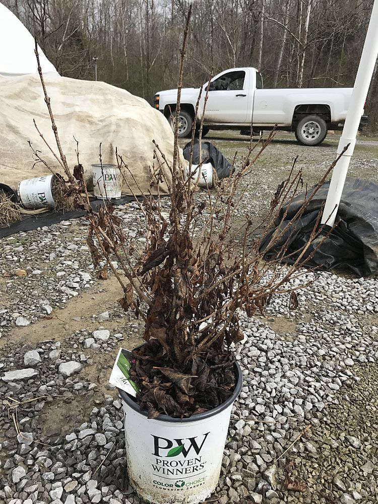weigela-florida-alexandra-wine-roses-reg-weigela