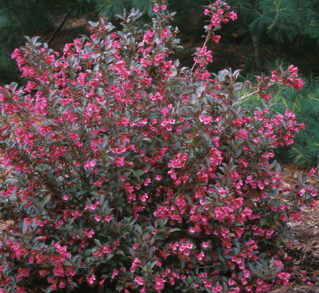 weigela-florida-alexandra-wine-roses-reg-weigela