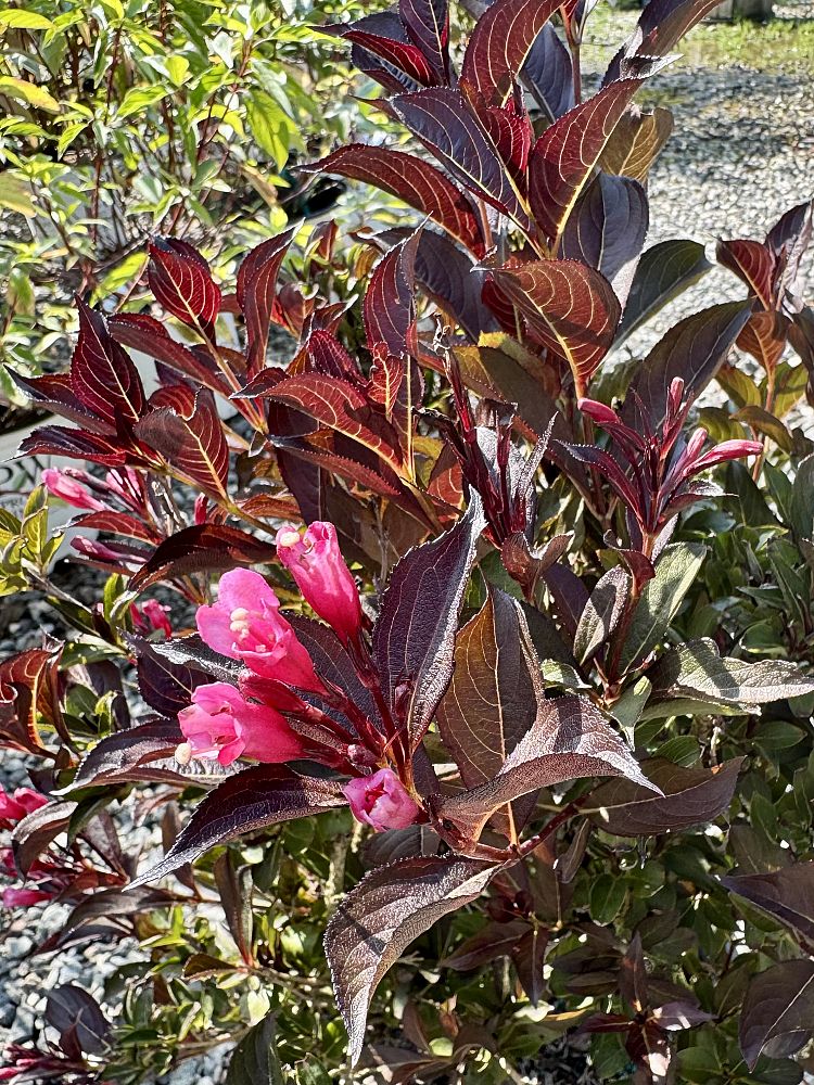 weigela-florida-alexandra-wine-roses-reg-weigela