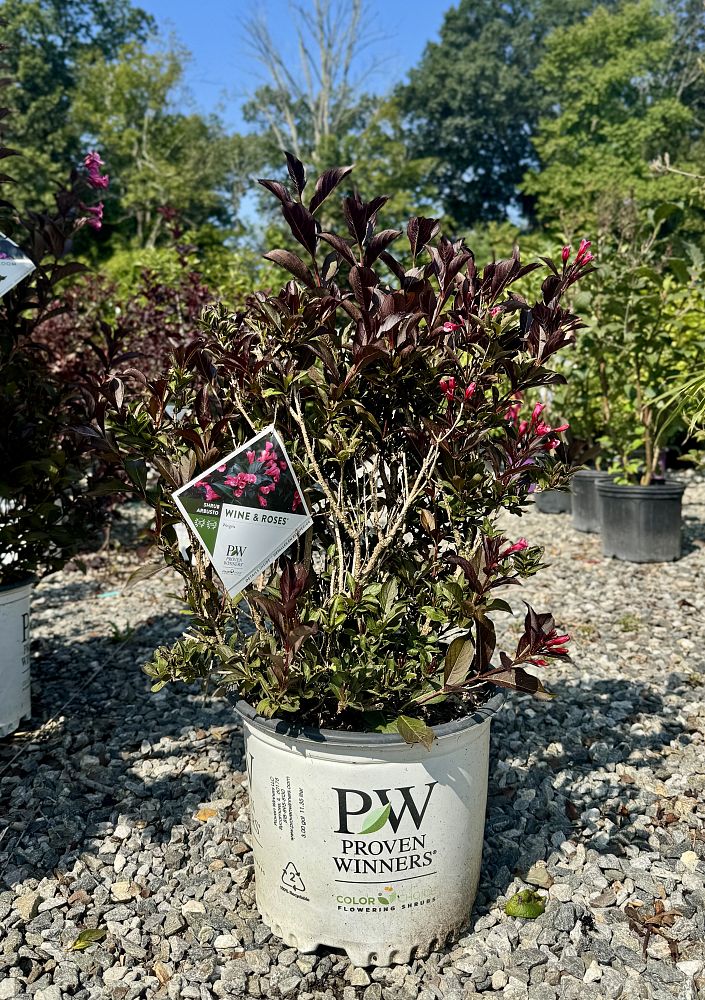 weigela-florida-alexandra-wine-roses-reg-weigela