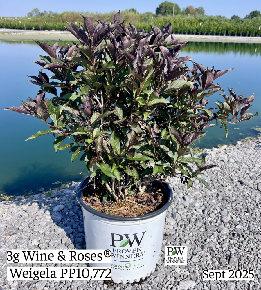 weigela-florida-alexandra-wine-roses-reg-weigela