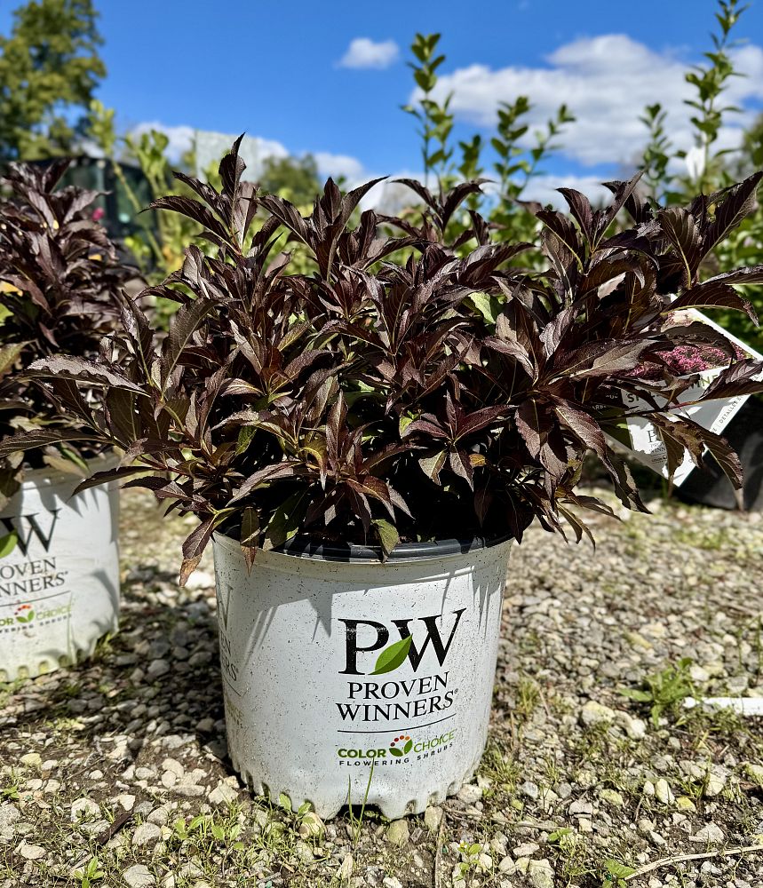 weigela-florida-bokraspiwi-spilled-wine-reg-weigela