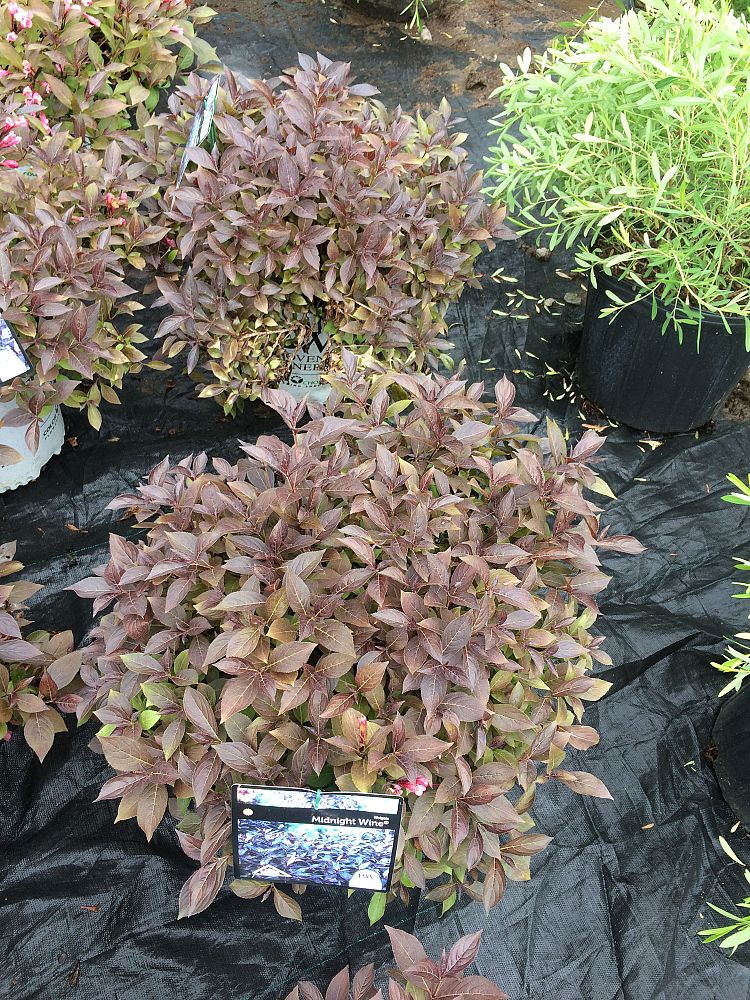 weigela-florida-elvera-midnight-wine-reg-weigela