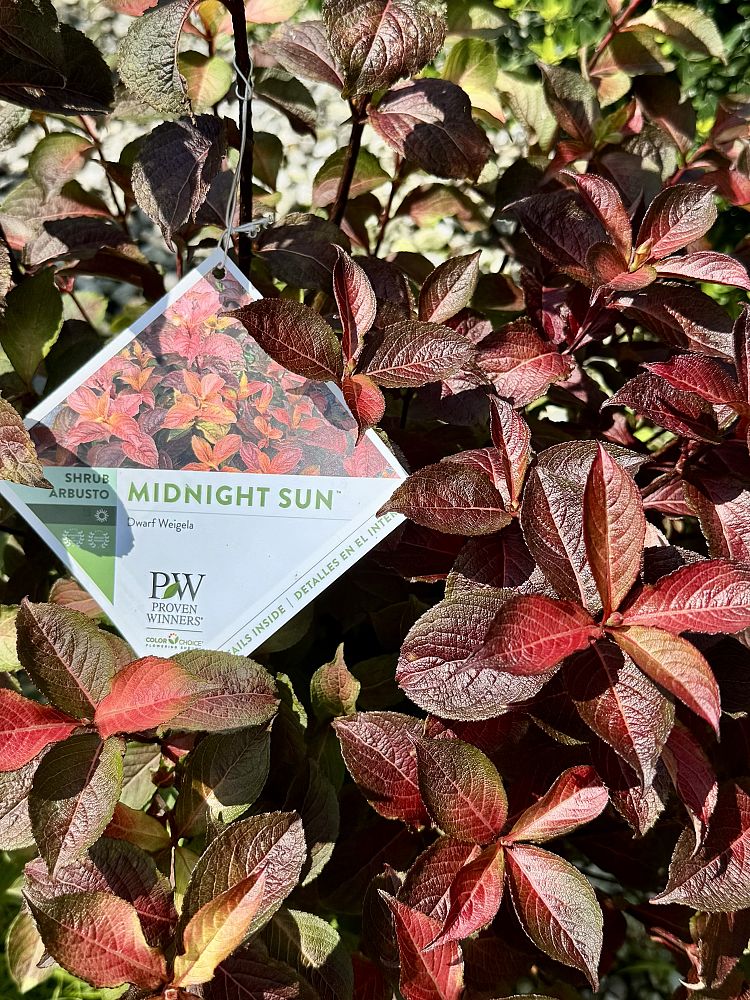 weigela-florida-midnight-sun