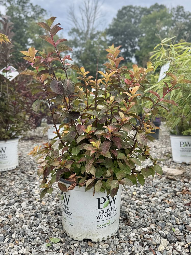 weigela-florida-midnight-sun