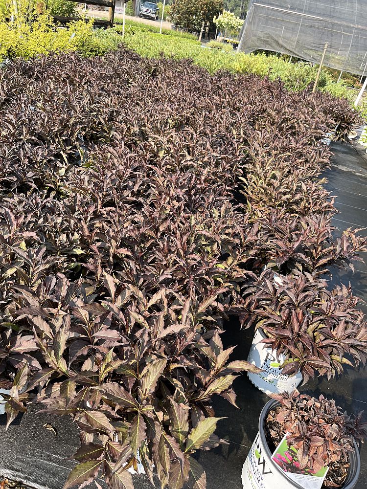 weigela-florida-smnwfdfpd-very-fine-wine-trade-weigela