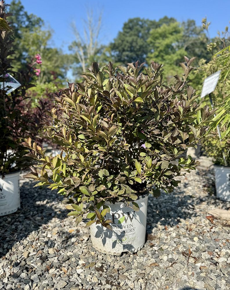 weigela-florida-smnwfdfpd-very-fine-wine-trade-weigela