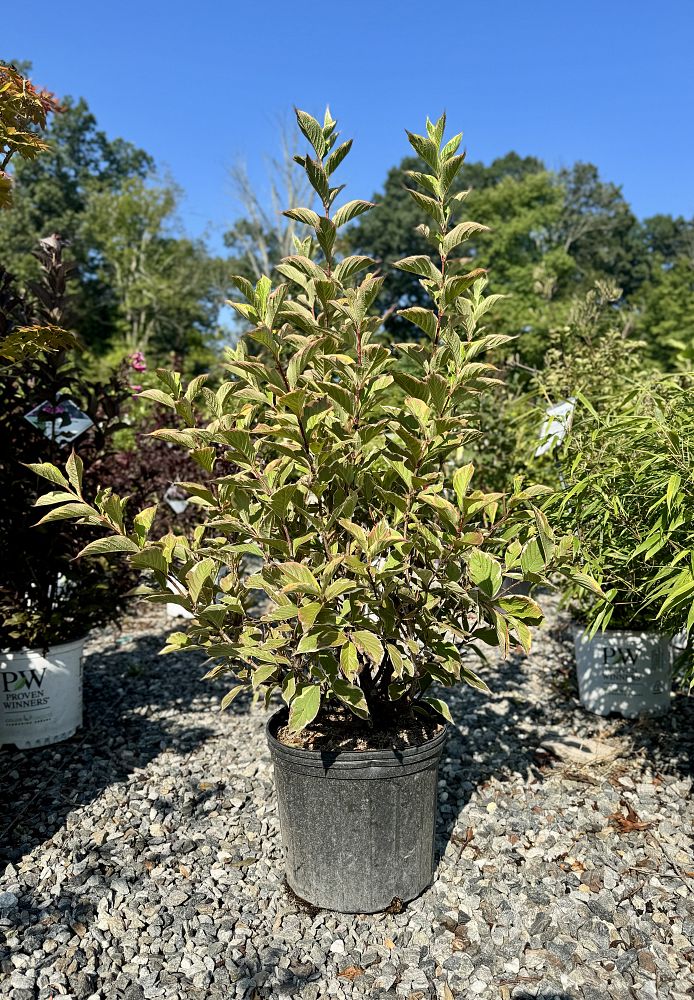 weigela-florida-variegata