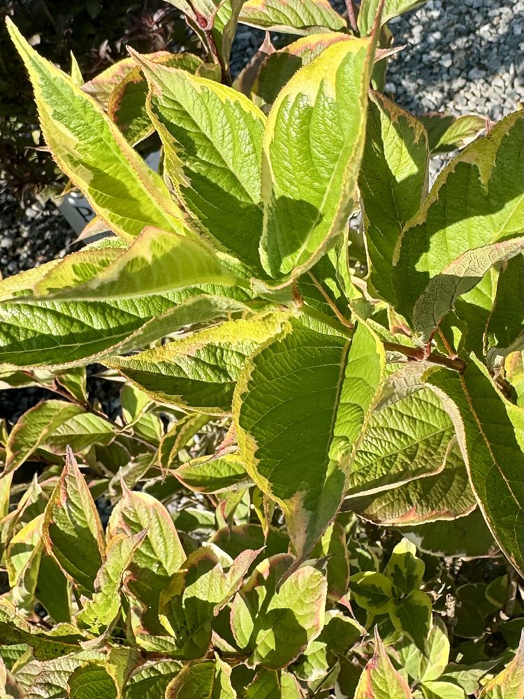 weigela-florida-variegata