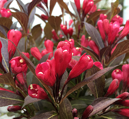 weigela-zr1-weigela-electric-love