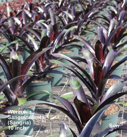 werauhia-sanguinolentia-sangria-bromeliad