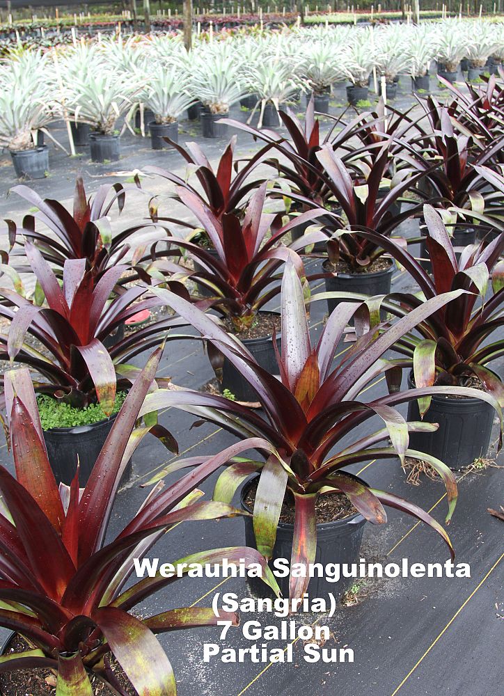 werauhia-sanguinolentia-sangria-bromeliad
