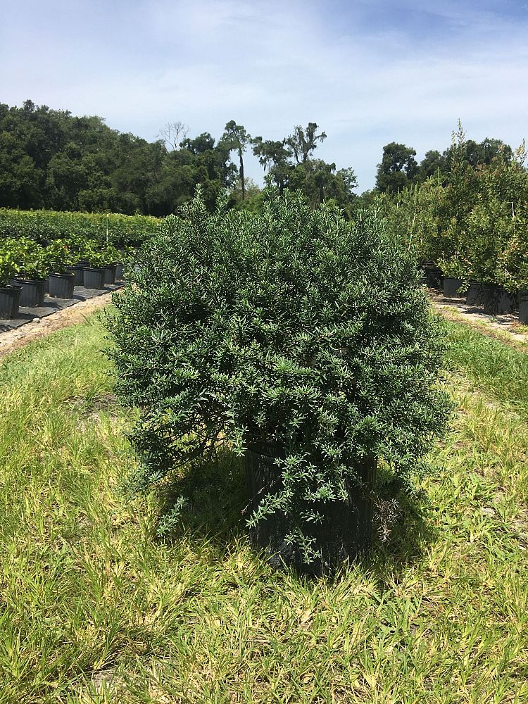 westringia-fruticosa-wes05-coast-rosemary-mundi