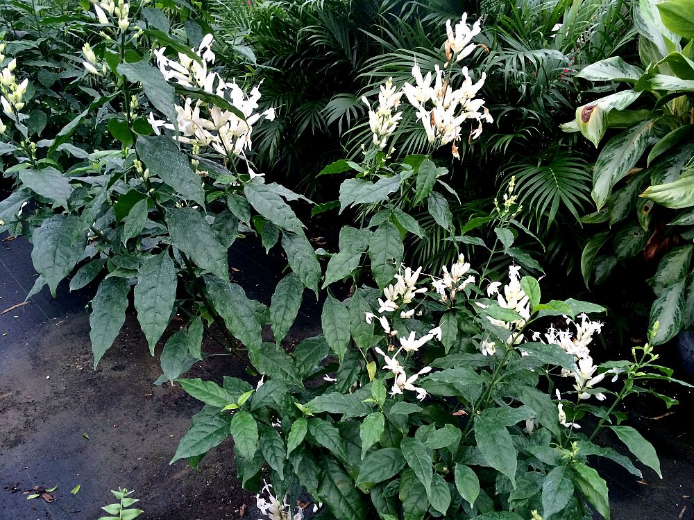 whitfieldia-longifolia-white-candles