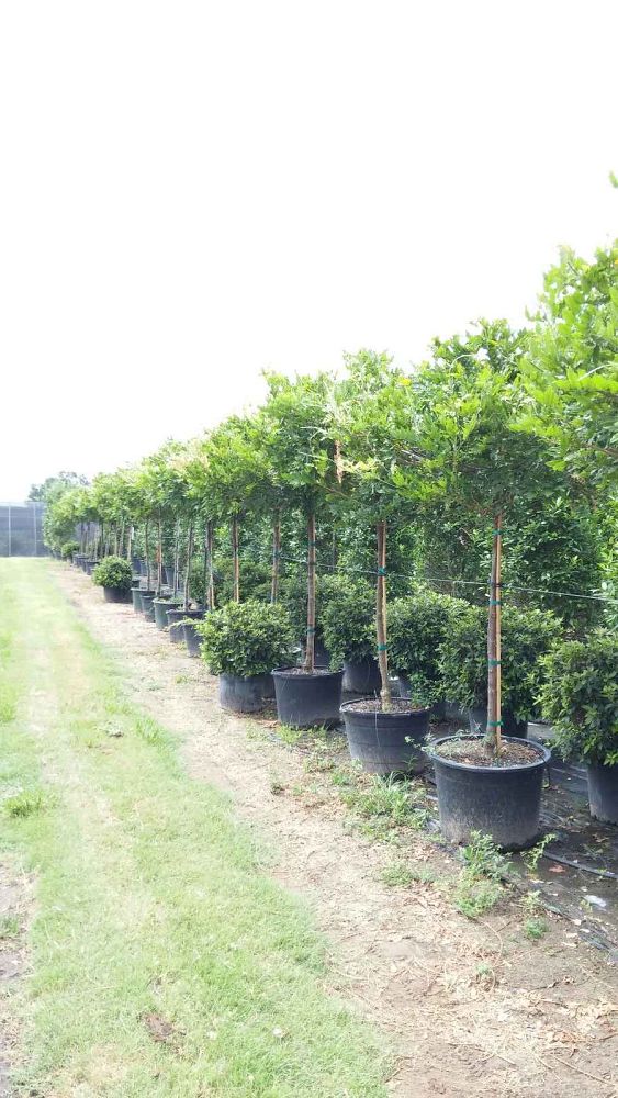 wisteria-floribunda-japanese-wisteria