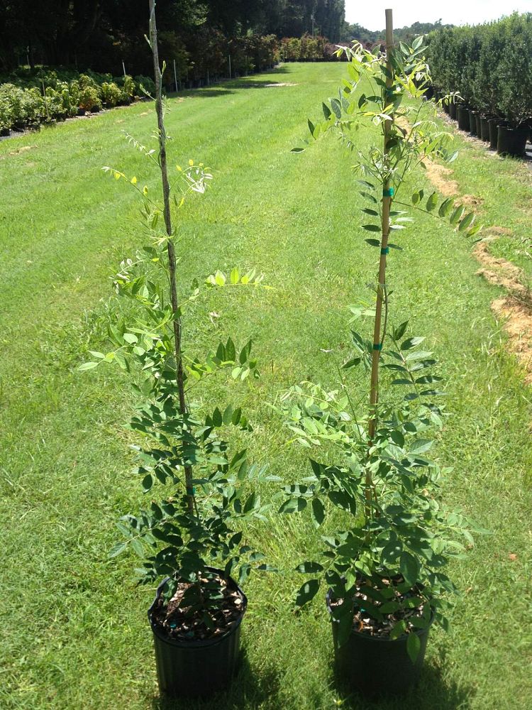 wisteria-frutescens-amethyst-falls-american-wisteria