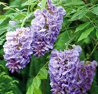 wisteria-frutescens-amethyst-falls-american-wisteria
