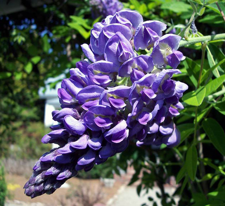 wisteria-frutescens-amethyst-falls-american-wisteria