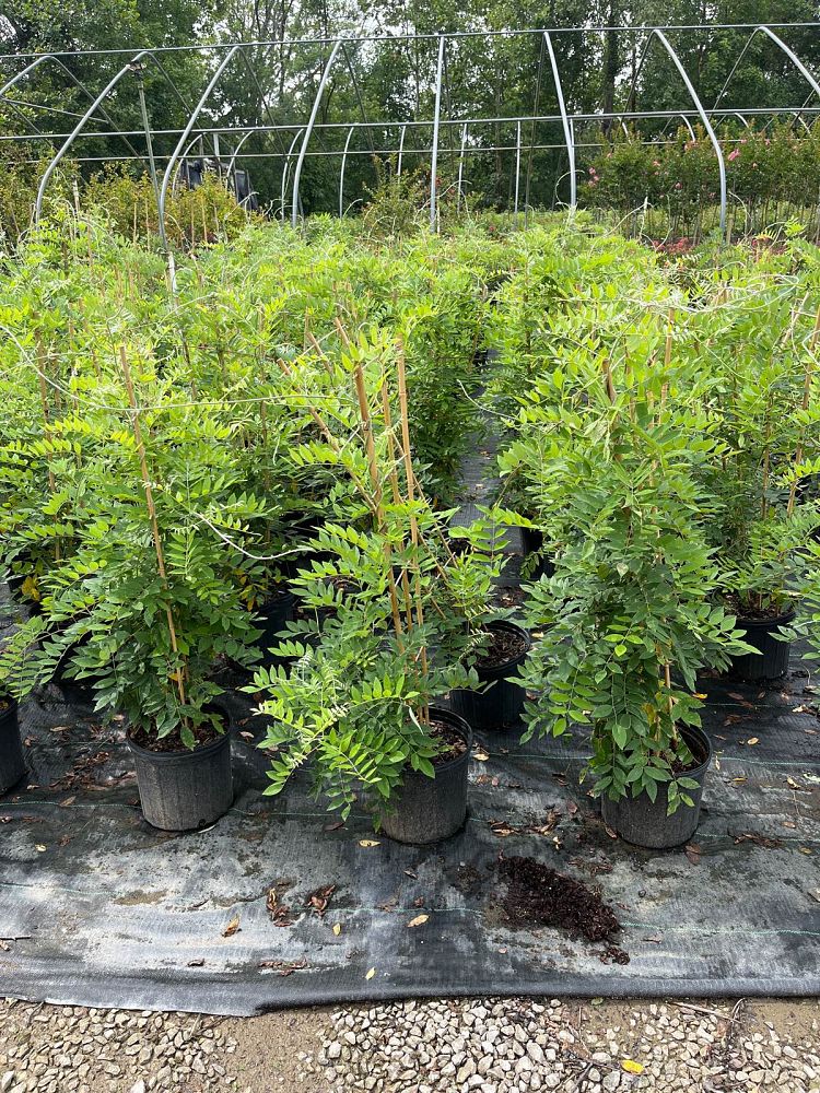 wisteria-frutescens-amethyst-falls-american-wisteria