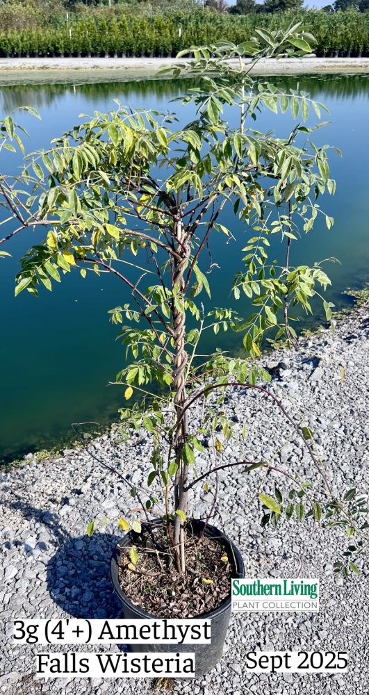 wisteria-frutescens-amethyst-falls-american-wisteria