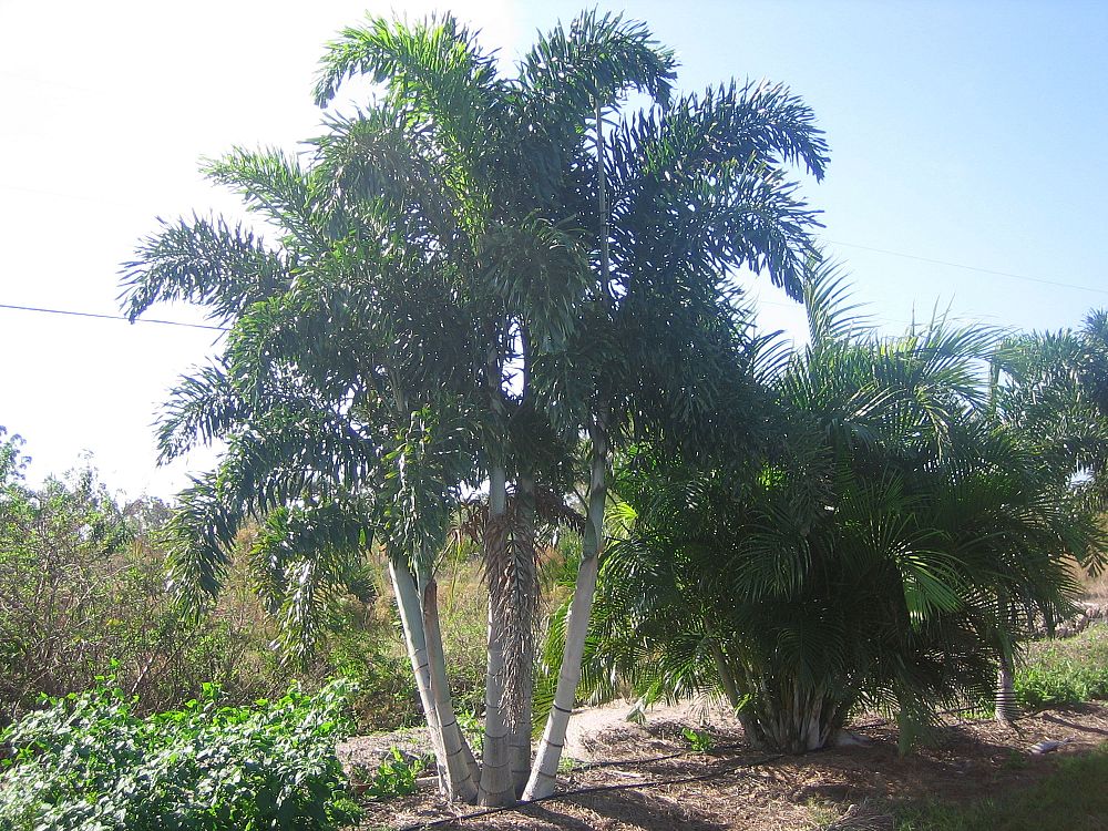 wodyetia-bifurcata-foxtail-palm