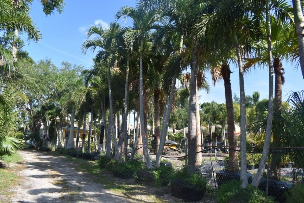 wodyetia-bifurcata-foxtail-palm