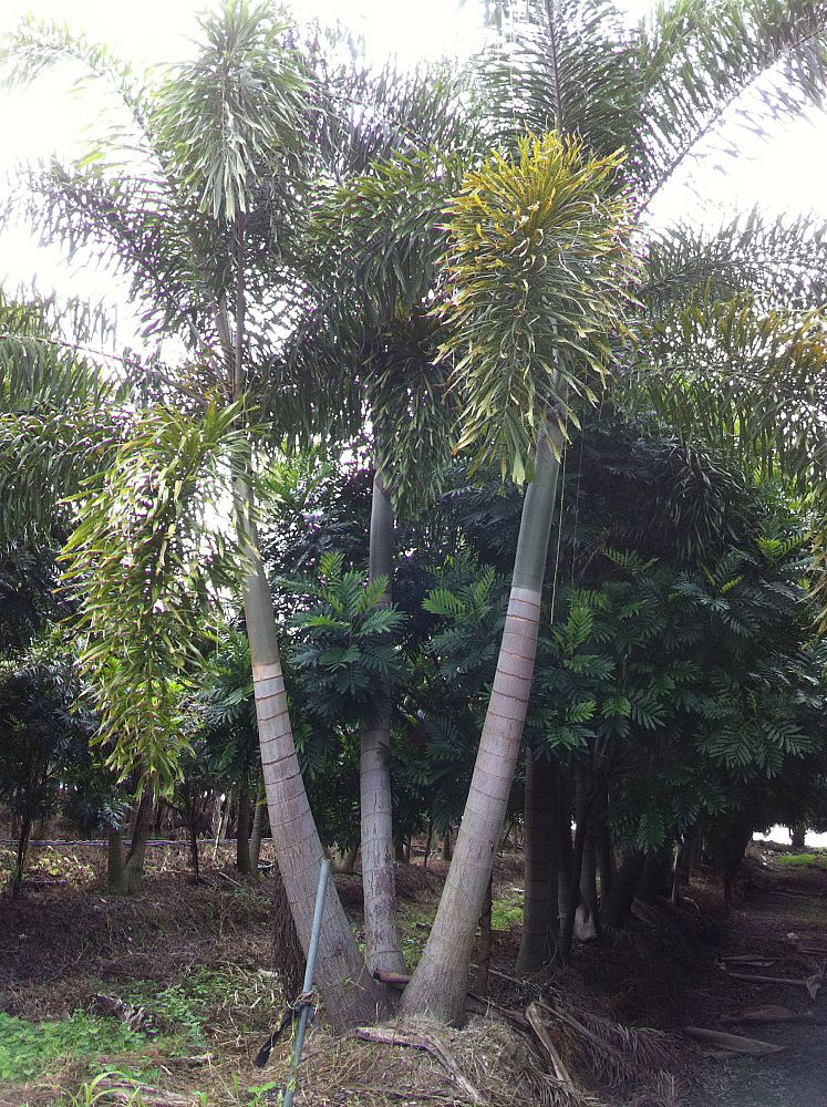 wodyetia-bifurcata-foxtail-palm