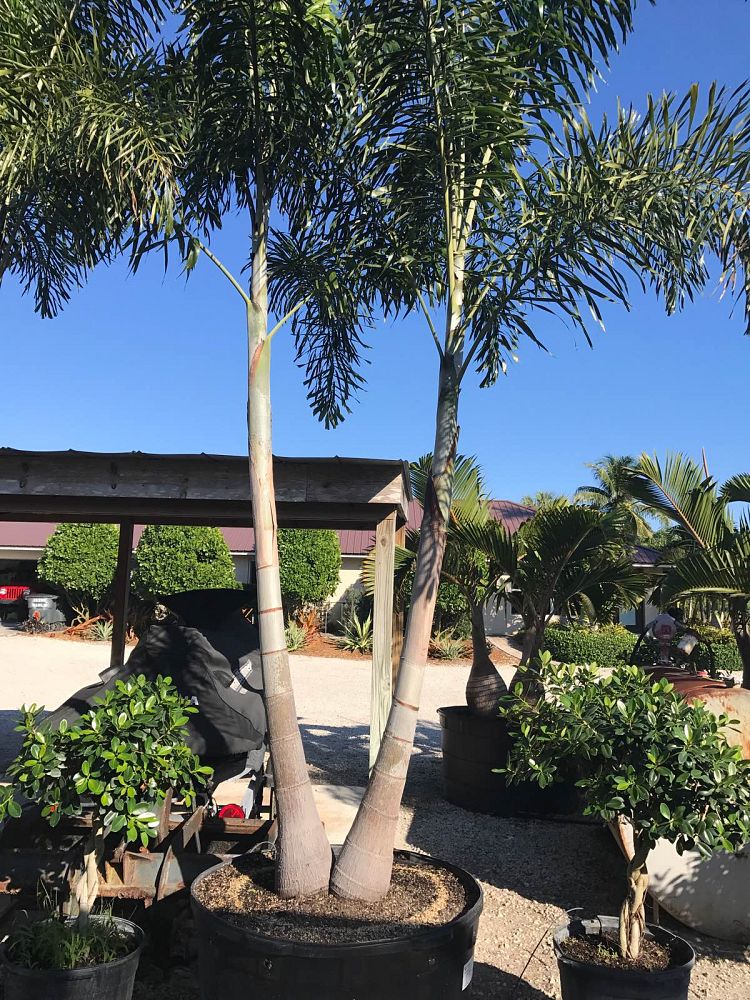 wodyetia-bifurcata-foxtail-palm