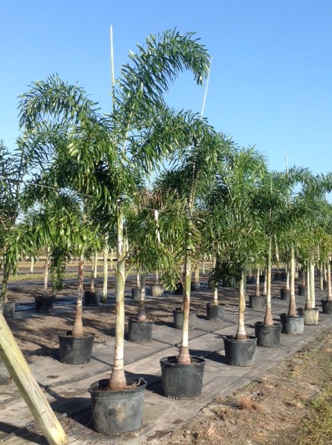 wodyetia-bifurcata-foxtail-palm