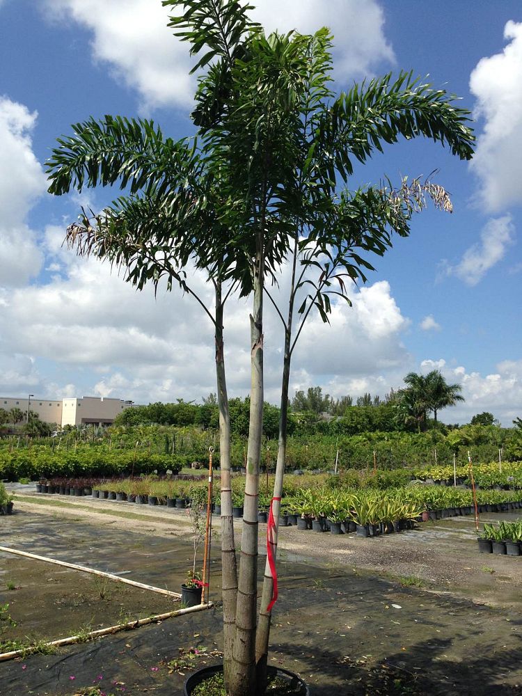 wodyetia-bifurcata-foxtail-palm