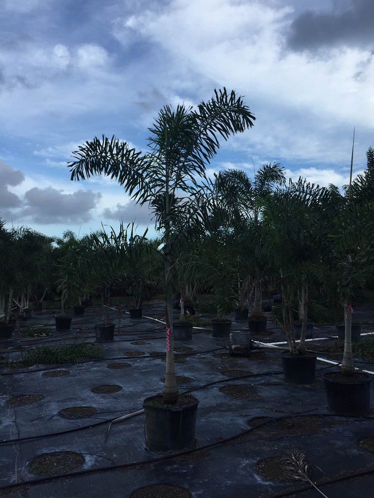 wodyetia-bifurcata-foxtail-palm