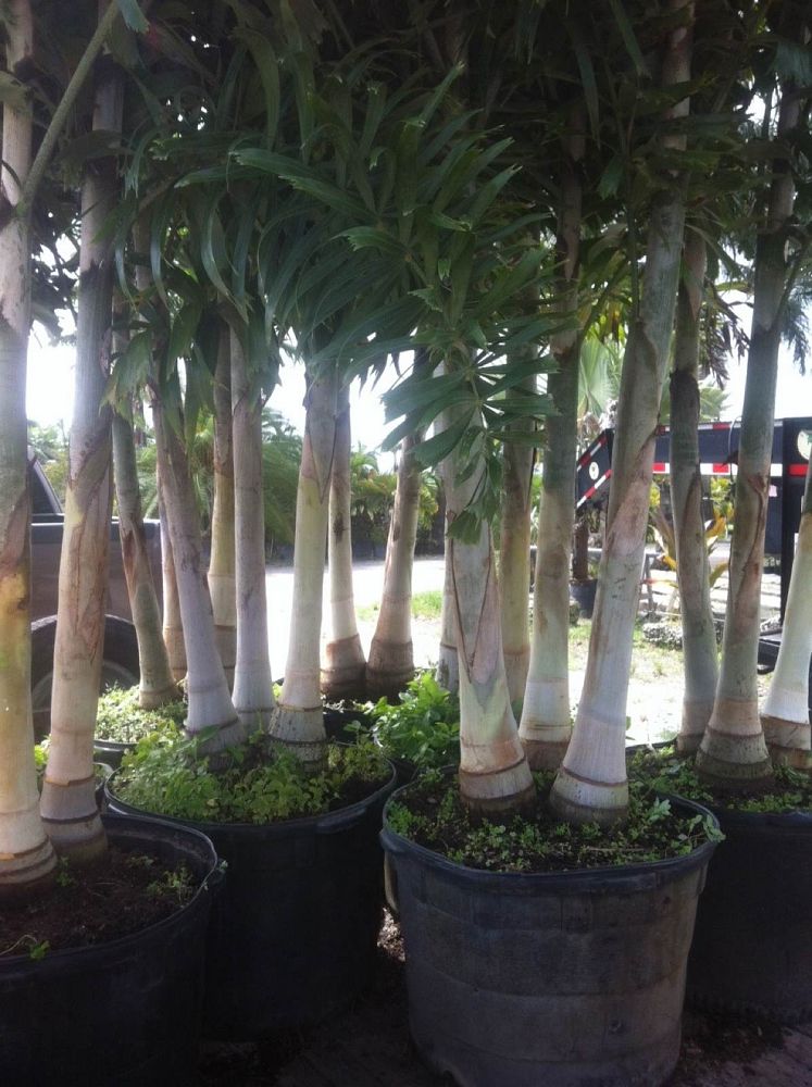 wodyetia-bifurcata-foxtail-palm