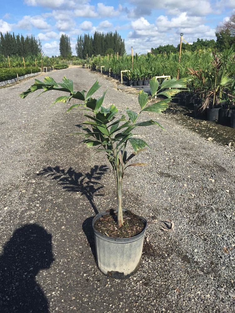 wodyetia-bifurcata-foxtail-palm