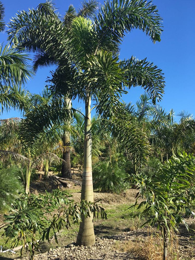 wodyetia-bifurcata-foxtail-palm