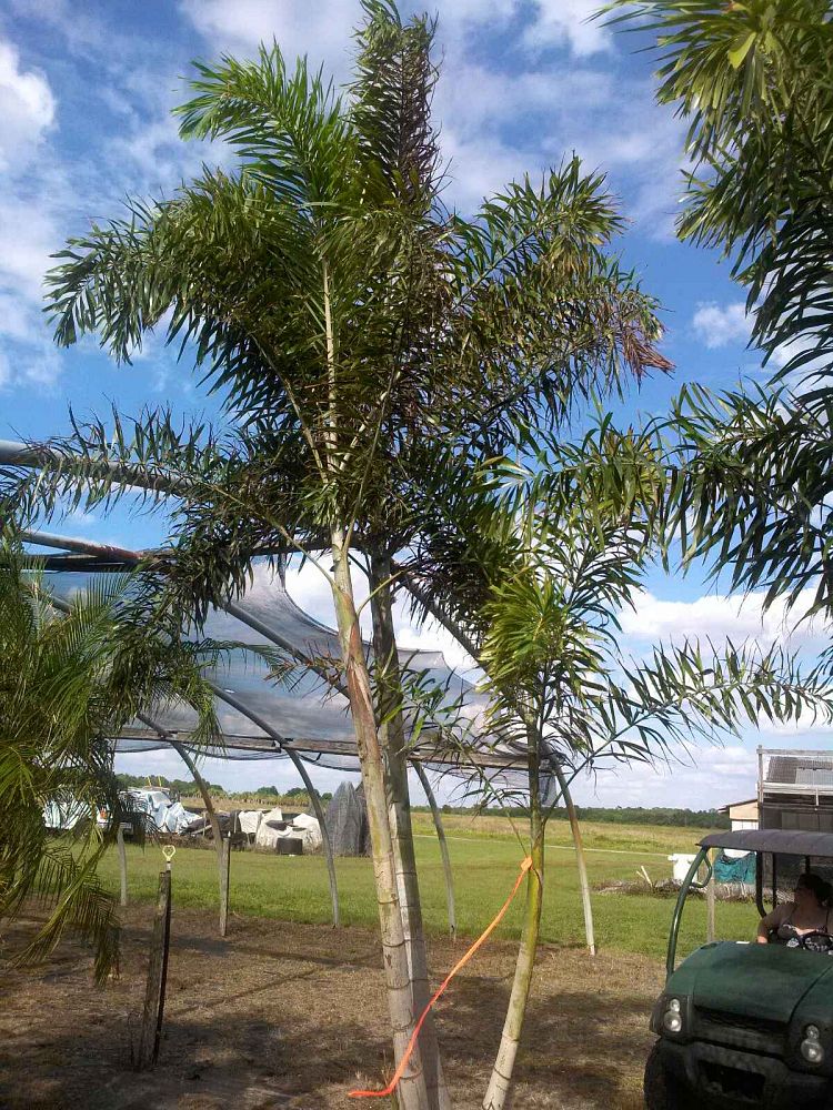 wodyetia-bifurcata-foxtail-palm