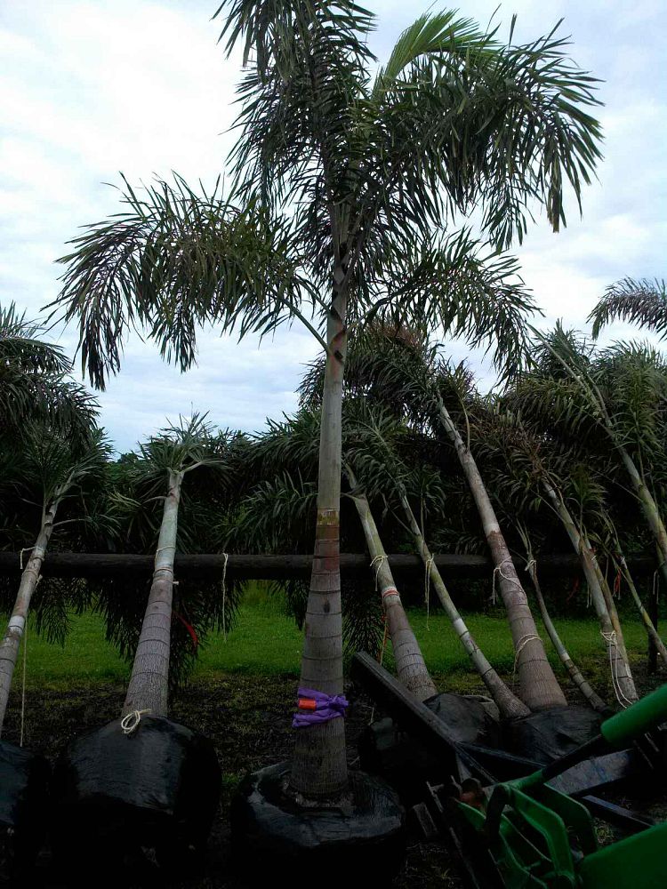 wodyetia-bifurcata-foxtail-palm