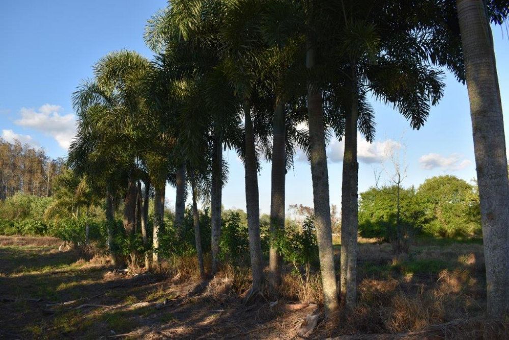 wodyetia-bifurcata-foxtail-palm
